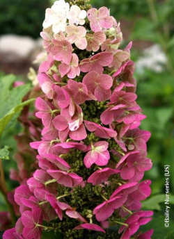 HYDRANGEA quercifolia JETSTREAM
