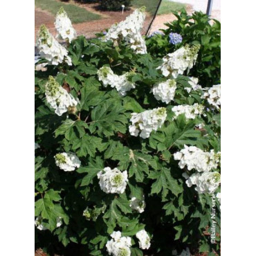 HYDRANGEA quercifolia JETSTREAM (Hortensia à feuilles de chêne)