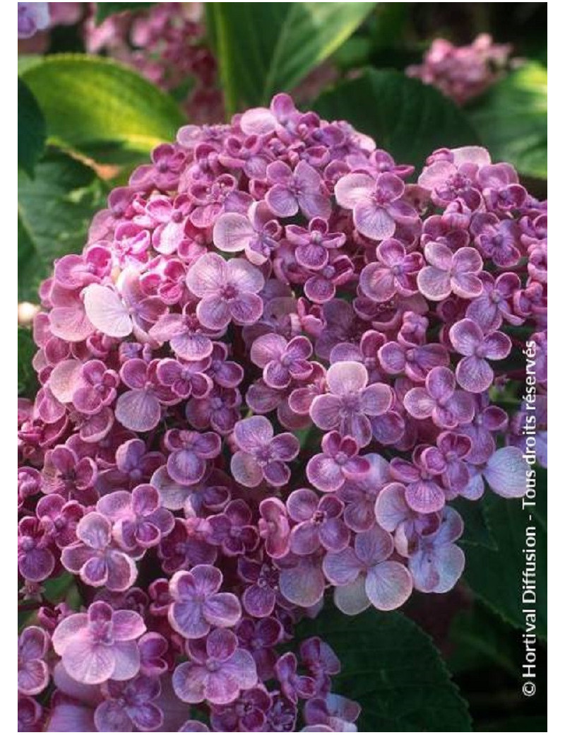HYDRANGEA macrophylla AYESHA HYDRANGEA macrophylla AYESHA