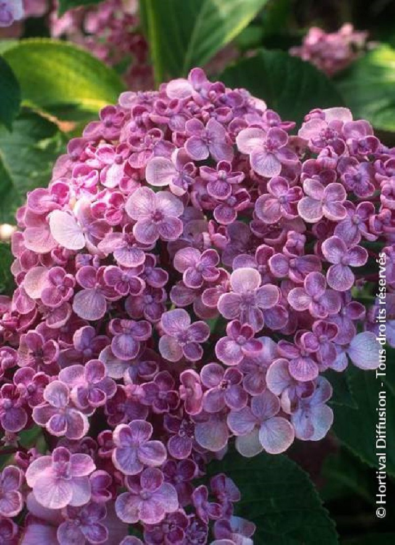 HYDRANGEA macrophylla AYESHA