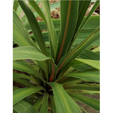 CORDYLINE australis PEKO (Cordyline)