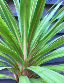CORDYLINE australis PEKO