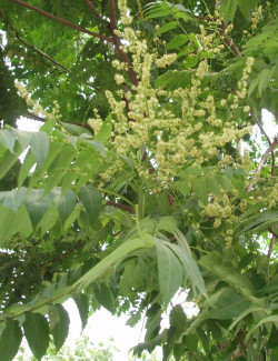 AILANTHUS altissima