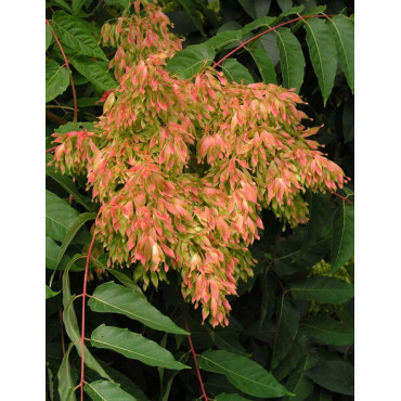 AILANTHUS altissima (Ailante glanduleux)