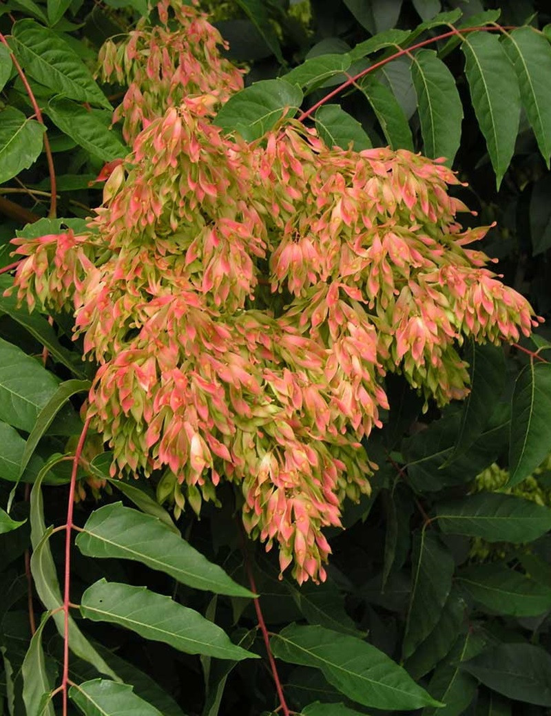 AILANTHUS altissima AILANTHUS altissima