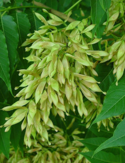 AILANTHUS altissima