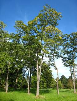 ailante-arbre-du-ciel-ailanthus-altissima-3.jpg