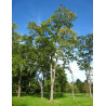AILANTHUS altissima