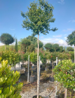 BETULA pendula MAGICAL GLOBE En pot de 35-50 litres tige hauteur du tronc 190-210 cm circonférence du tronc 12-14 cm