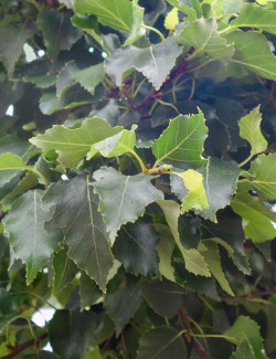BETULA pendula MAGICAL GLOBE