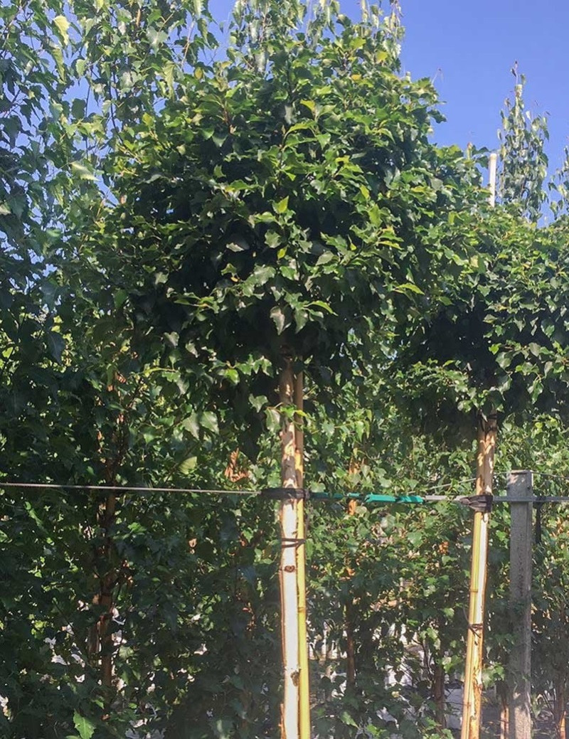 BETULA pendula MAGICAL GLOBE