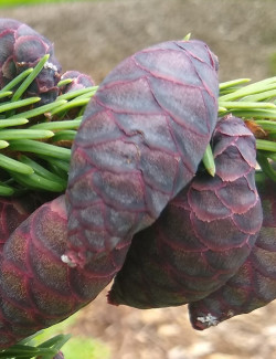 PICEA omorika (Épicéa de Serbie)