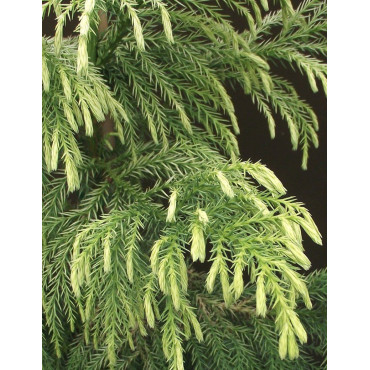 CRYPTOMERIA japonica SEKKAN SUGI (Cèdre du Japon)