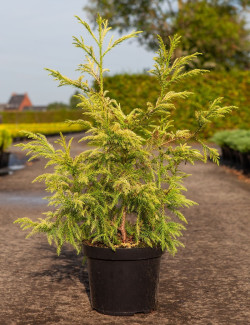 CRYPTOMERIA japonica SEKKAN SUGI En pot de 10-12 litres hauteur 080-100 cm