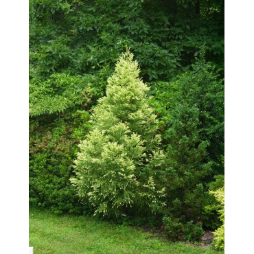 CRYPTOMERIA japonica SEKKAN SUGI (Cèdre du Japon)