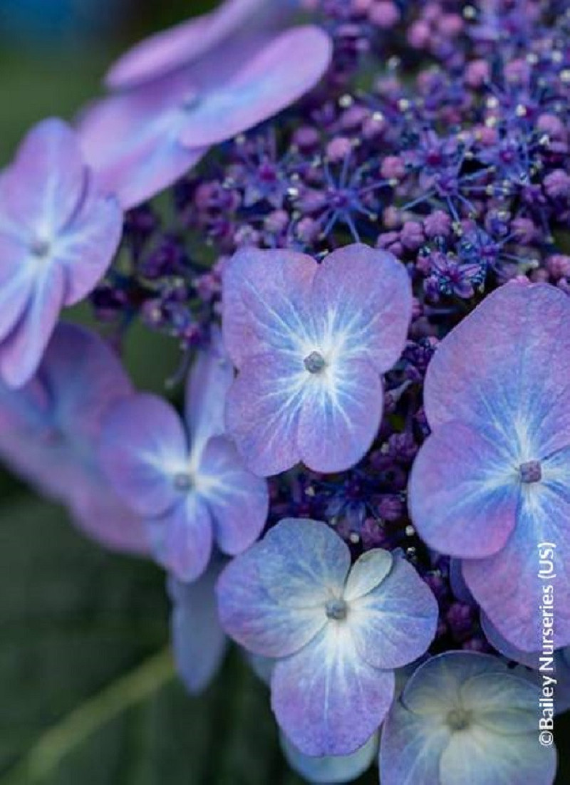 HYDRANGEA ENDLESS SUMMER POP STAR BLEU