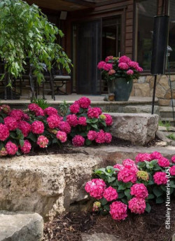 HYDRANGEA ENDLESS SUMMER SUMMER LOVE