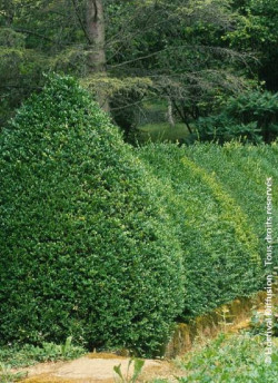 BUXUS sempervirens