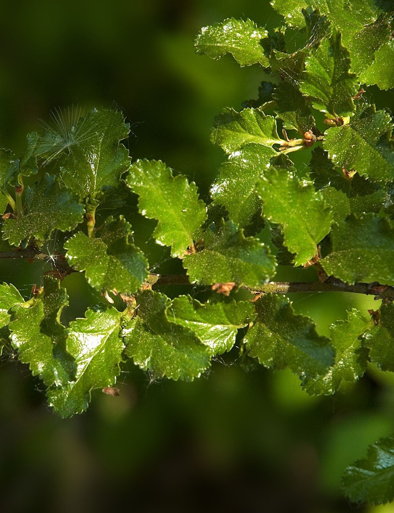 NOTHOFAGUS antartica NOTHOFAGUS antartica