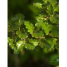 NOTHOFAGUS antartica