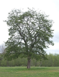 NOTHOFAGUS antartica