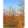 NOTHOFAGUS antartica