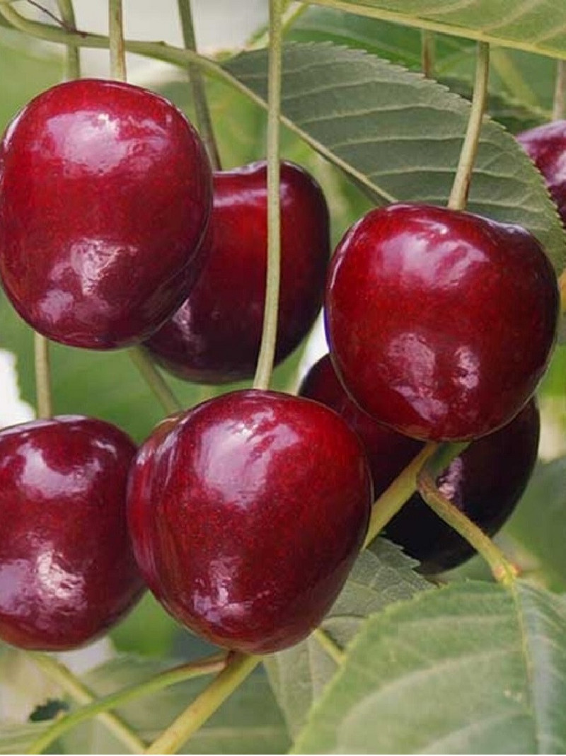 CERISIER bigarreau LAPINS