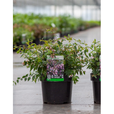 ABELIA EDWARD GOUCHER En pot de 3-4 litres buisson hauteur 020-030 cm