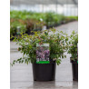 ABELIA EDWARD GOUCHER En pot de 3-4 litres buisson hauteur 020-030 cm
