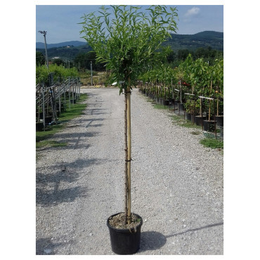 AMANDIER PRINCESSE En pot de 10-12 litres tige hauteur du tronc 090-110 cm
