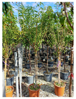 AMANDIER PRINCESSE En pot de 25-30 litres tige hauteur du tronc 090-110 cm