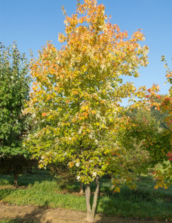 erable-freeman-autumn-blaze-acer-freemanii-autumn-blaze-3.jpg
