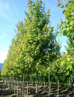 ACER freemanii AUTUMN BLAZE