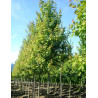 ACER freemanii AUTUMN BLAZE