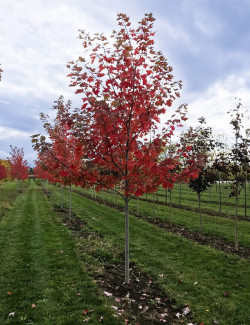 erable-freeman-autumn-blaze-acer-freemanii-autumn-blaze-2.jpg