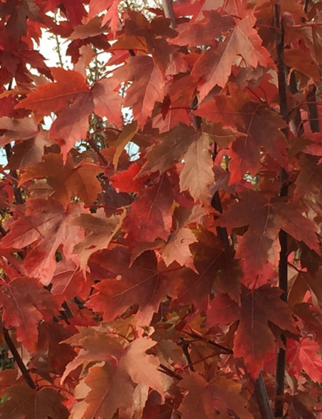 erable-freeman-autumn-blaze-acer-freemanii-autumn-blaze.jpg