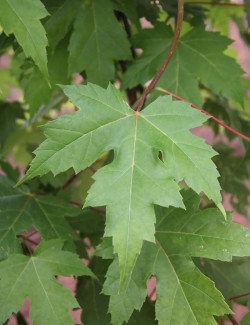 ACER freemanii AUTUMN BLAZE