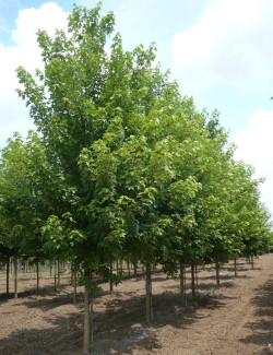ACER freemanii AUTUMN BLAZE