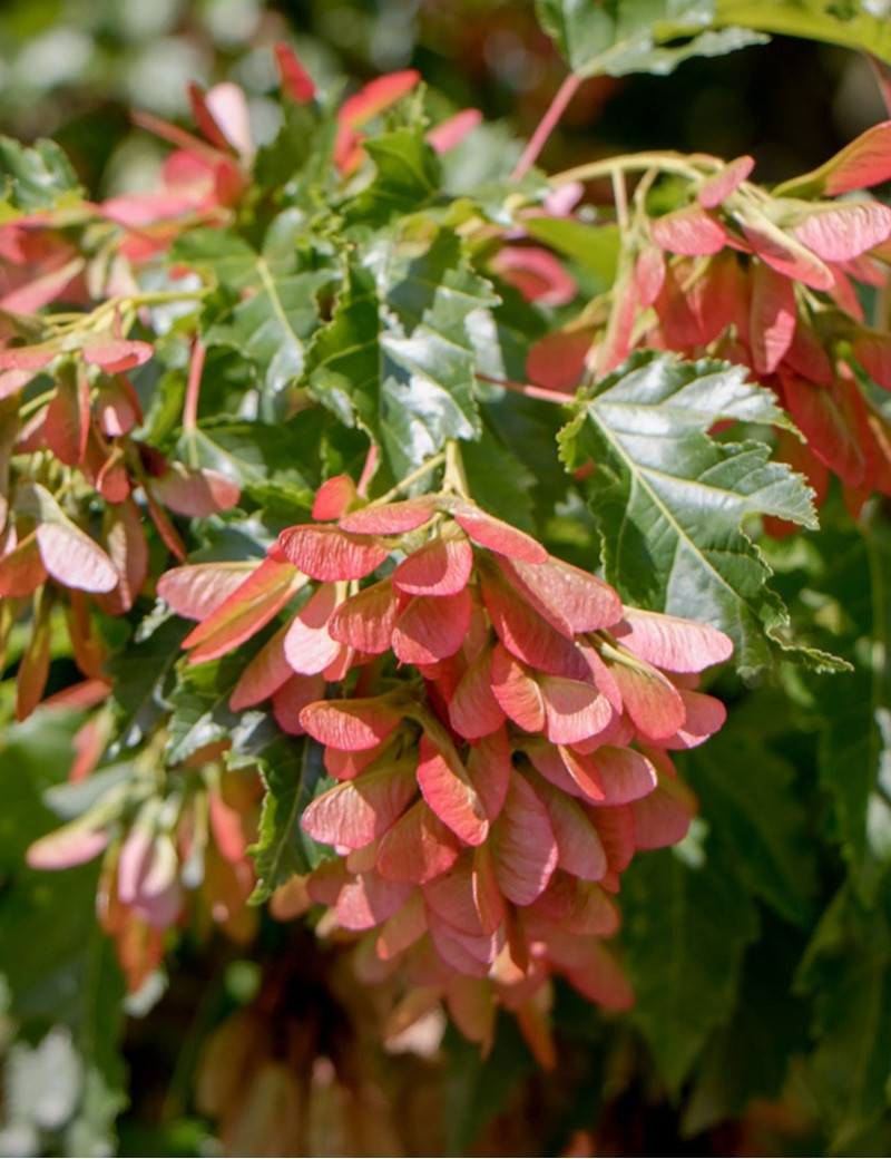 ACER ginnala BAILEY COMPACT ACER ginnala BAILEY COMPACT