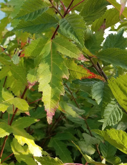 erable-de-lamour-bailey-compact-acer-ginnala-bailey-compact-1.jpg