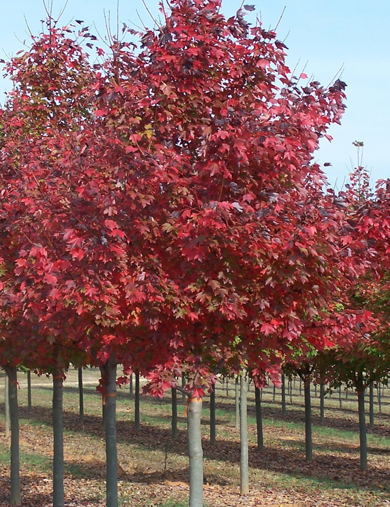 Acer Rouge Acer rubrum Fairview Flame | Érable rouge flamboyant et rustique ...