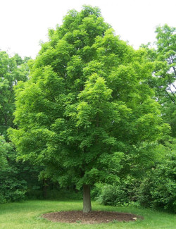 erable-argente-acer-saccharinum-2.jpg