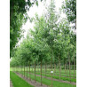 ACER saccharinum LACINIATUM WIERI