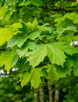 ACER saccharum