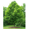ACER saccharum