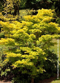 ACER shirasawanum AUREUM