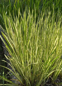 ACORUS gramineus OGON