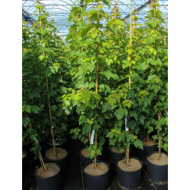 ACER rubrum OCTOBER GLORY En pot de 12-15 litres baliveau hauteur 150-175 cm