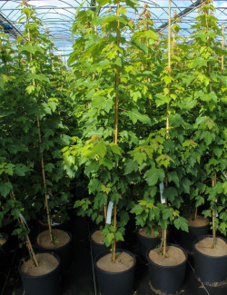 ACER rubrum OCTOBER GLORY En pot de 12-15 litres baliveau hauteur 150-175 cm