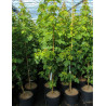 ACER rubrum OCTOBER GLORY En pot de 12-15 litres baliveau hauteur 150-175 cm